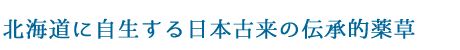 オオイタドリは、北海道に自生する日本古来の伝承的薬草